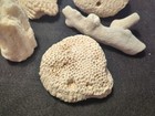 Group Of Fossils W/Brain Coral 5 Pieces Total Beach Aquarium — photo 3