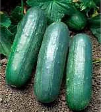 Eureka Cucumbers Seeds (20+ Seeds) | Non GMO | Vegetable Fruit Herb Flower Seeds