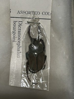 Vintage Taxidermy Dicranocephalus bourgoini Beetle in Glass Shadow Box Display