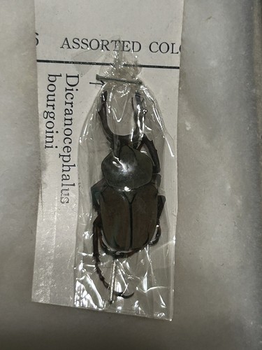Vintage Taxidermy Dicranocephalus bourgoini Beetle in Glass Shadow Box Display