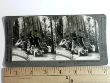 Keystone Stereoview 229 Wawona Tree Mariposa Grove Yosemite Valley 1900-1924