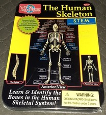 The Human Skeleton Magnetic Science Tin Stem Activity T.S. Shure Learning Bones