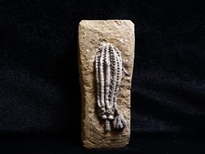 Fresh Looking Crinoid Fossil, Crawfordsville, IN