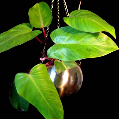Philodendron Red Wings ** Indoor climbing Aroid ** outdoor shade plant |  eBay Australia
