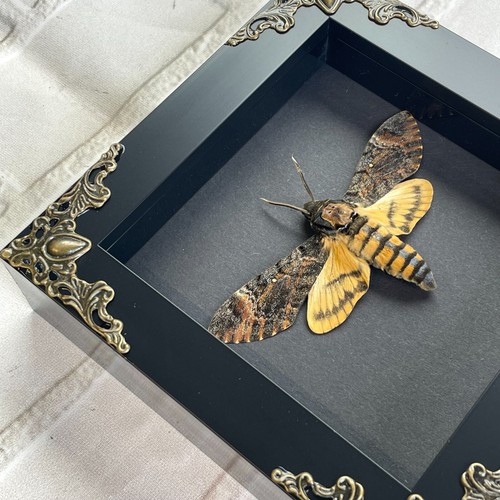 Kleiner Todeskopf Falkenmotte (Acherontia styx) Barock Box Vitrinen Mini - Bild 2 von 2