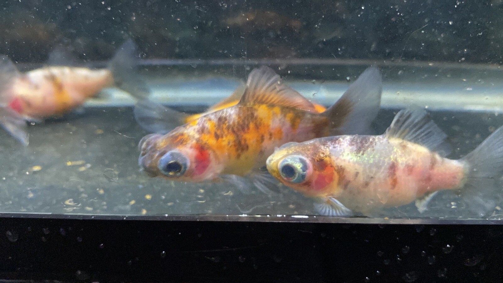 Live Calico Telescope Eye Bristol Shubunkin Goldfish Fry 1" 3" Rare