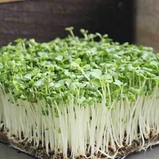 Bok Choy Cabbage MICROGREEN Seeds | Non-GMO | Heirloom | Seeds for Sprouting
