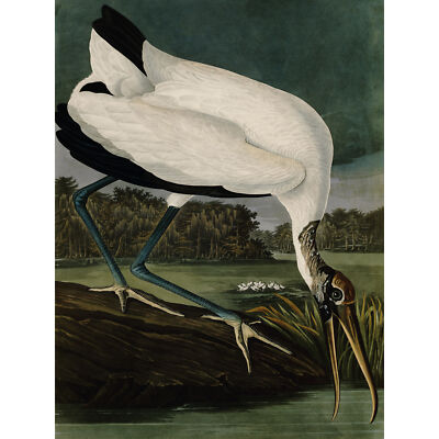Audubon Vögel Holz Ibis Gemälde Wandbild Leinwanddruck 18 x 24 Zoll