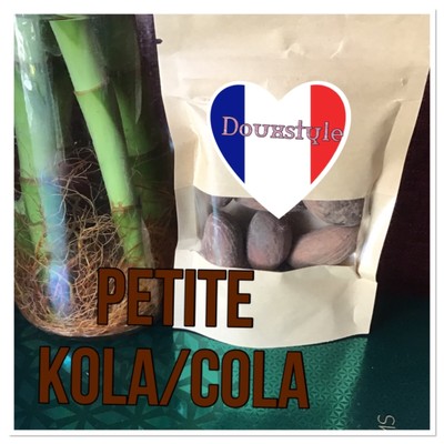 Noix De Cola Africaines Naturelles - Stimulant & Digestif 22 Pièces