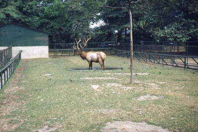 1950s Red Border Kodachrome Slide Caribo Reindeer in Back Yard Pond
