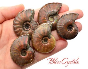 1 Large Red Fire Ammonite Opalized Fossil Whole Shell Nautilus Fa03 Ebay