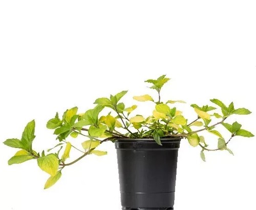 Herb plants, garden ready, 9cm pots lots of choice - Picture 222 of 298