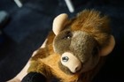 Vtg. 2001 Wishpets Buff stuffed  buffalo from the Denver US Mint in Colorado — photo 7