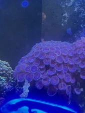 WWC Blue death palys zoas 10 Dollars For 2 Polyps. Also Selling Large Colony￼