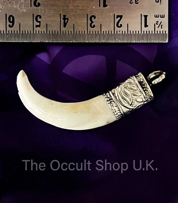 THE OCCULT SHOP UK Wild Boar Tooth Tusk Hog Taxidermy Trophy Magik Charm Amulet Gothic Ouija Witch