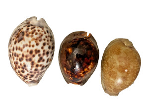 Cowrie natural sea shells
