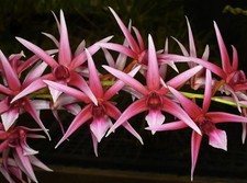 Orchid Species Epigeneium treacherianum ‘Anna Chai’ AM/AOS ( Read Desc! )