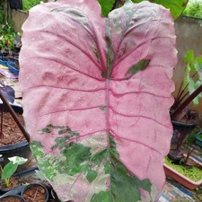 Colocasia Bulb Pink Panther New Hybrid Free Phytosanitary Certificate