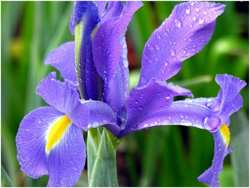 40 BLUE MAGIC DUTCH IRIS BULB CORM NICE BEAUTIFUL SPRING SUMMER FLOWER PERENNIAL - Picture 3 of 3