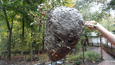 Bald Faced Hornets /Wasp Nest   20''x12''