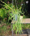 Rhipsalis species Plant in 5" Pot 16" Long 19" Wide 11" Tall Large — photo 8