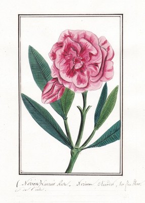 Laurier Rose Olenader Nerium Botanik botany flower Aquarell watercolor 1830