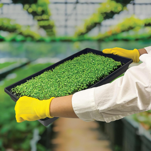 10 Plant Growing Trays (No Drain Holes) - 20" X 10" - Perfect Garden Seed Starte - Picture 7 of 12