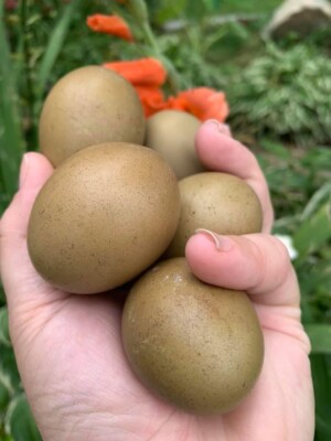 6++ Hatching Eggs: Olive Egger, Easter Egger Avian Flu current NPIP dark eggs