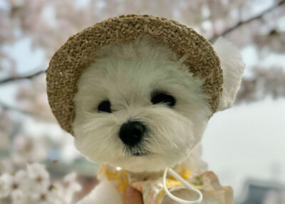[Pet supplies] Pet Hat Costume Items/Luxurious and Unique Pet Costume Collection