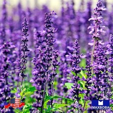 Fresh Lavender Herb Seeds Organic Non-GMO Heirloom Garden