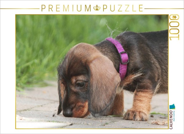 Calvendo Puzzle Little Explorer - Wire-Haired Dachshund Puppy | 1000 Pieces, Fin-image