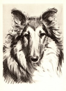 collie art