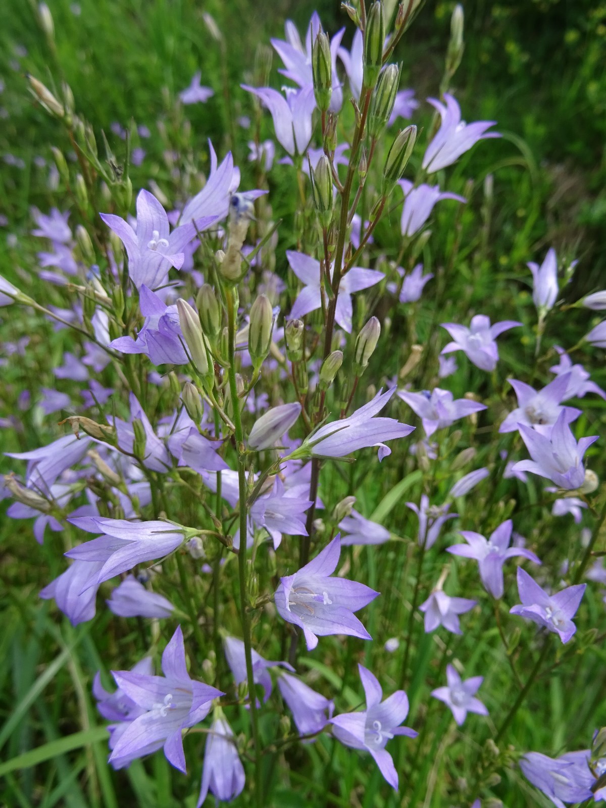 Campanula rapunculus RAPUNZEL-GLOCKENBLUME 200 Samen Wildblume