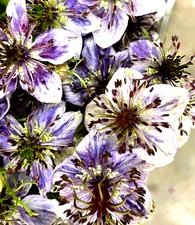 Beautiful Delft Blue Nigella Damascena Love In The Mist Seed 25 SEEDS