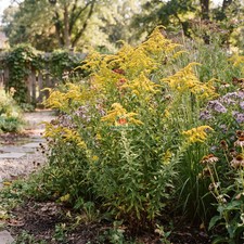 GOLDENROD CANADA Solidago Canadensis - 5,500 Bulk Seeds