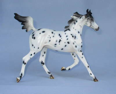 Peter Stone Horse Arabian Yearling Caliope Black Leopard Appaloosa filly foal