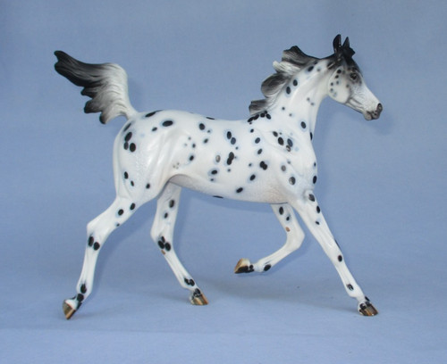 Peter Stone Horse Arabian Yearling Caliope Black Leopard Appaloosa filly foal