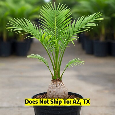 indoor black plant pots Buy GRC Black Planter Pots Online in India main image 1