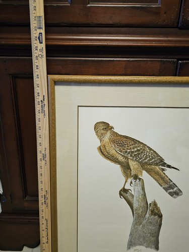 Artist Sean Bollar Audubon Red Shouldered Hawk 1970's Framed Signed & # Print - Picture 6 of 11