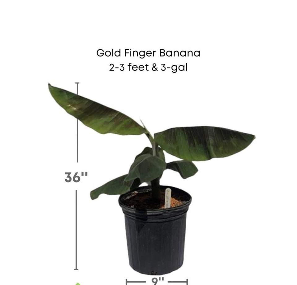 Gold Finger Banana Tree - Image 3 of 3