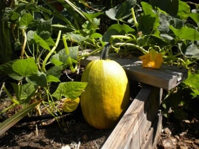 VALLEY VIEW RANCH Vegetable Spaghetti - Winter Squash/ NON GMO/ Organically grown in MN/ 20 seeds