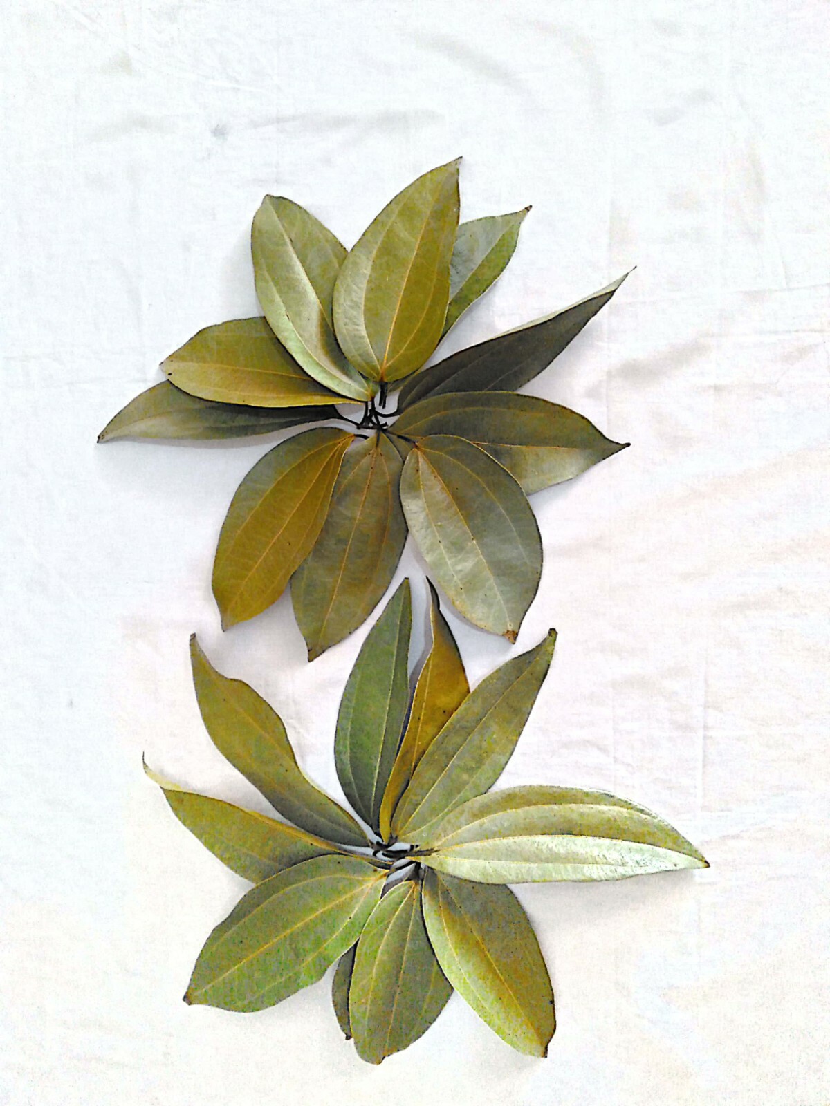 Ceylon Cinnamon sun dried leaves,Tej patta,Indian bay leaves,Organic Natural Her