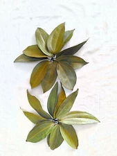 Ceylon Cinnamon sun dried leaves,Tej patta,Indian bay leaves,Organic Natural Her