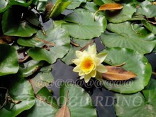 15 SEMI DI NINFEA "  YELLOW "Nymphaea WATER LILY "+ SPEDIZIONE GRATUITA