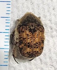 Euphoria inda Bumblebee Flower Beetle Indiana #47N Fruit Chafter Insect Bug