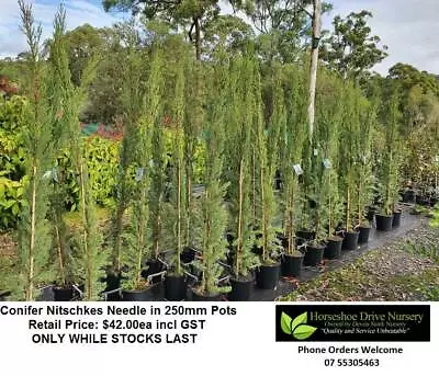 Conifers Pencil Pines Pine Trees Feature Tree Small Lrge Conifers Pencil Pines Pine Trees