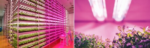 54W 27W LED Grow light, T20 Full Spectrum + Sunlight, Hydroponic Indoor Plants - Picture 8 of 32