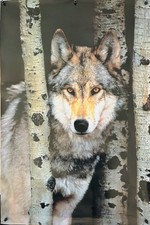 Vintage Poster Gray Wolf Image By Tim Davis 
