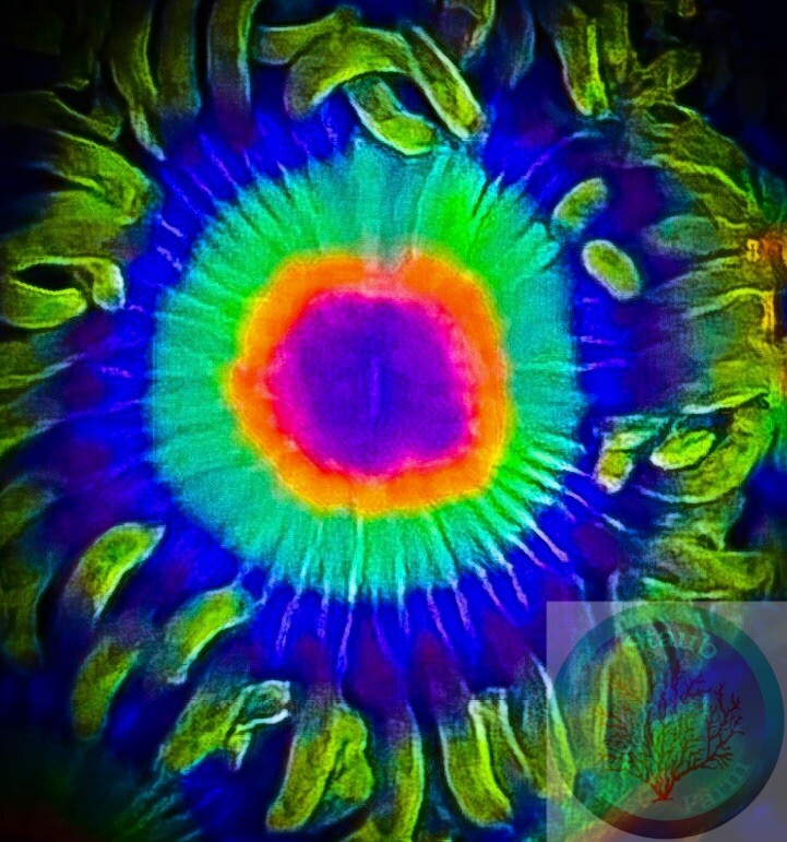 SAF~ Rasta Zoanthid Single Polyp Frag, Palythoa, Paly, Zoa, Coral