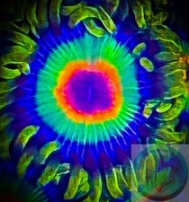 SAF~ Rasta Zoanthid Single Polyp Frag, Palythoa, Paly, Zoa, Coral Colony, Soft